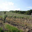 2008-vinice-001.jpg